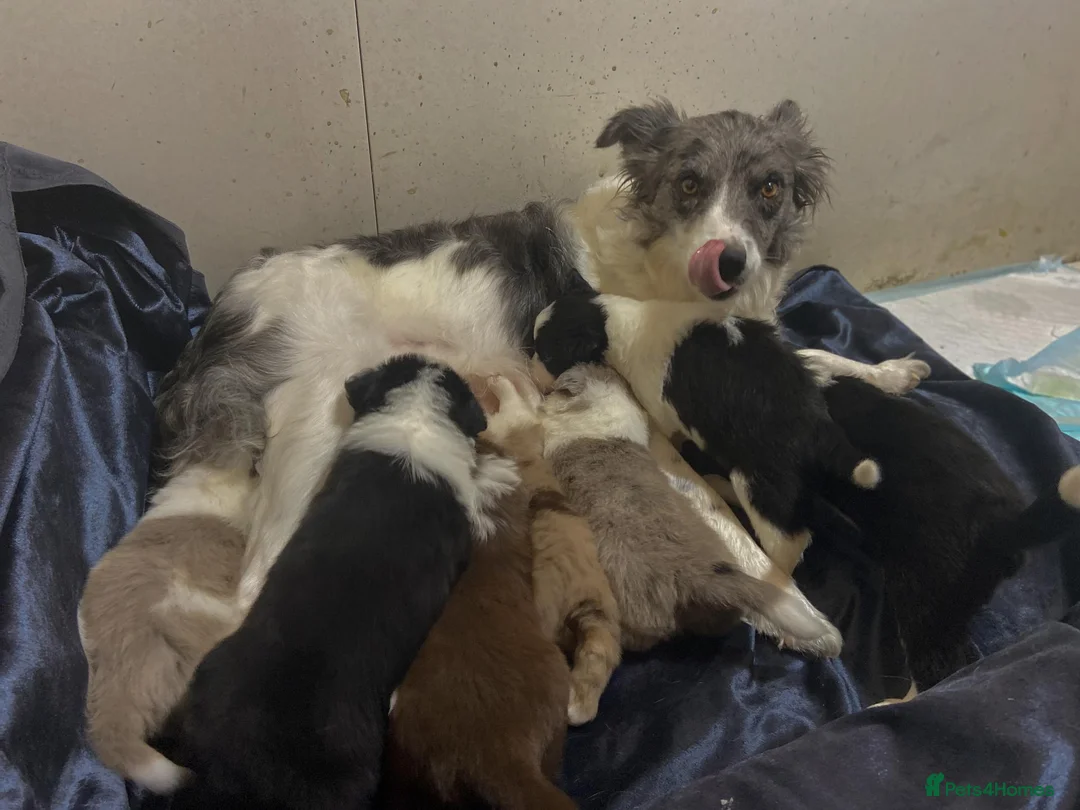 Border Collie dogs for sale: Border Collie Pups - Advert 2