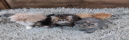Persian cats for sale: Persian Kittens For Sale - Advert 35