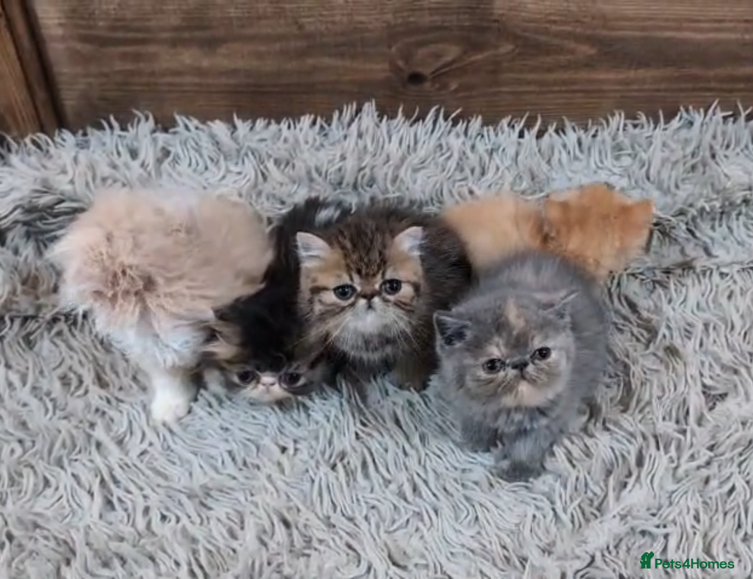 Persian cats for sale: Persian Kittens For Sale - Advert 35