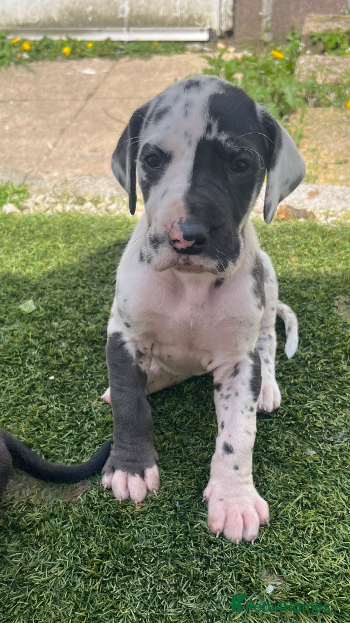 Great Dane dogs Last 2 Harlequin Great Dane puppies - Advert 5