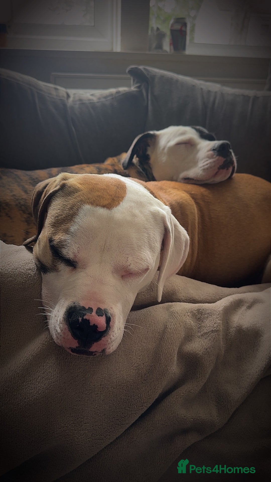 American Bulldog dogs for sale: Fawn American bulldog  - Image 3