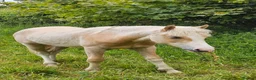 Welsh Section D horses for sale: Palomino Welsh pb colt  - Advert 2