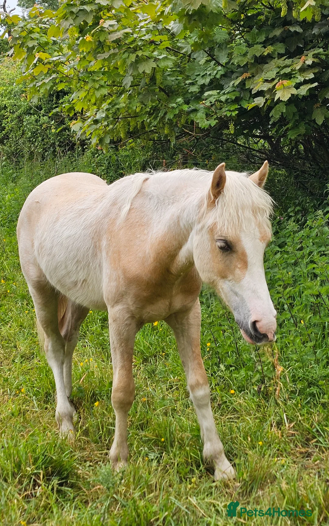 Welsh Section D horses for sale: Palomino Welsh pb colt  - Advert 2