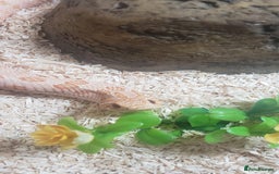 Snake reptiles for sale: Triple A western hognose Arctic Albino - Image 3