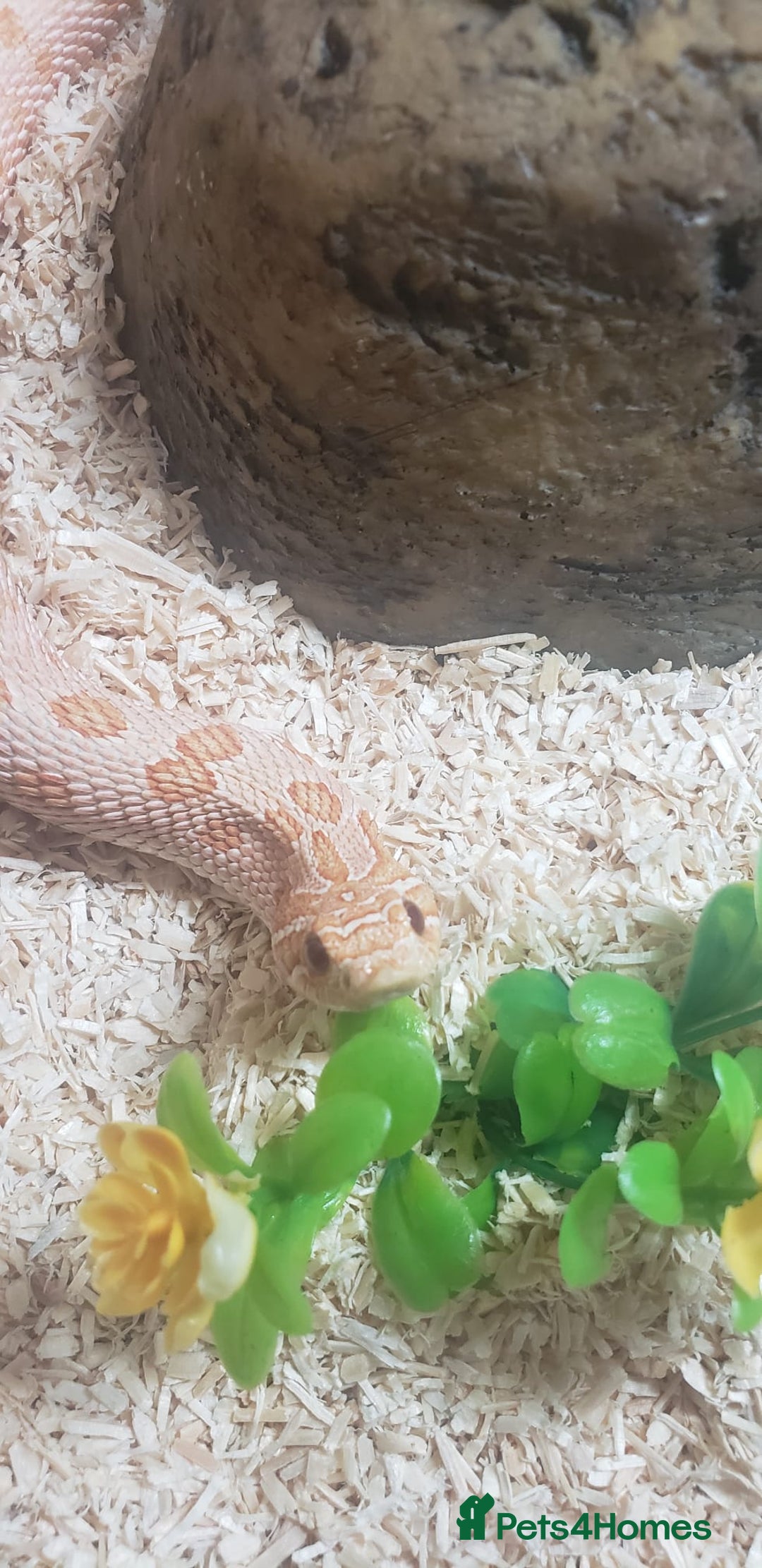 Snake reptiles for sale: Triple A western hognose Arctic Albino - Image 3