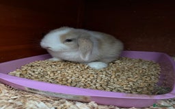 Mini Lop rabbits for sale: Beautiful mini lops  - Image 2