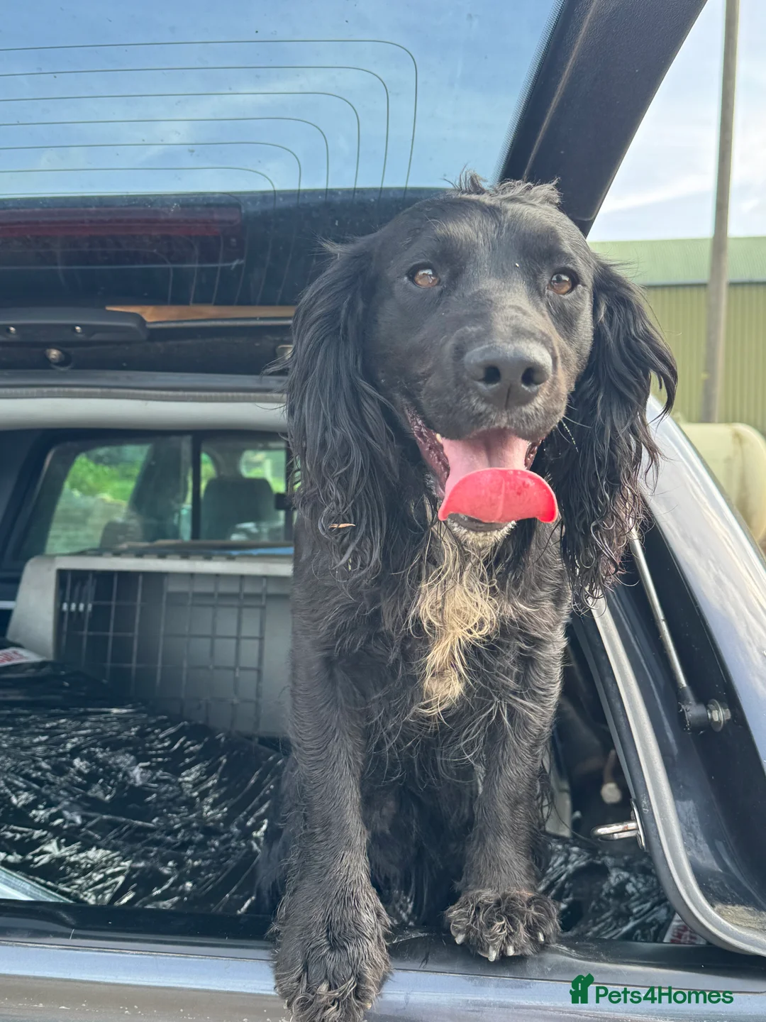 Cocker Spaniel dogs for stud: Working Cocker Spaniel available for Stud  in Chelmsford - Advert 7