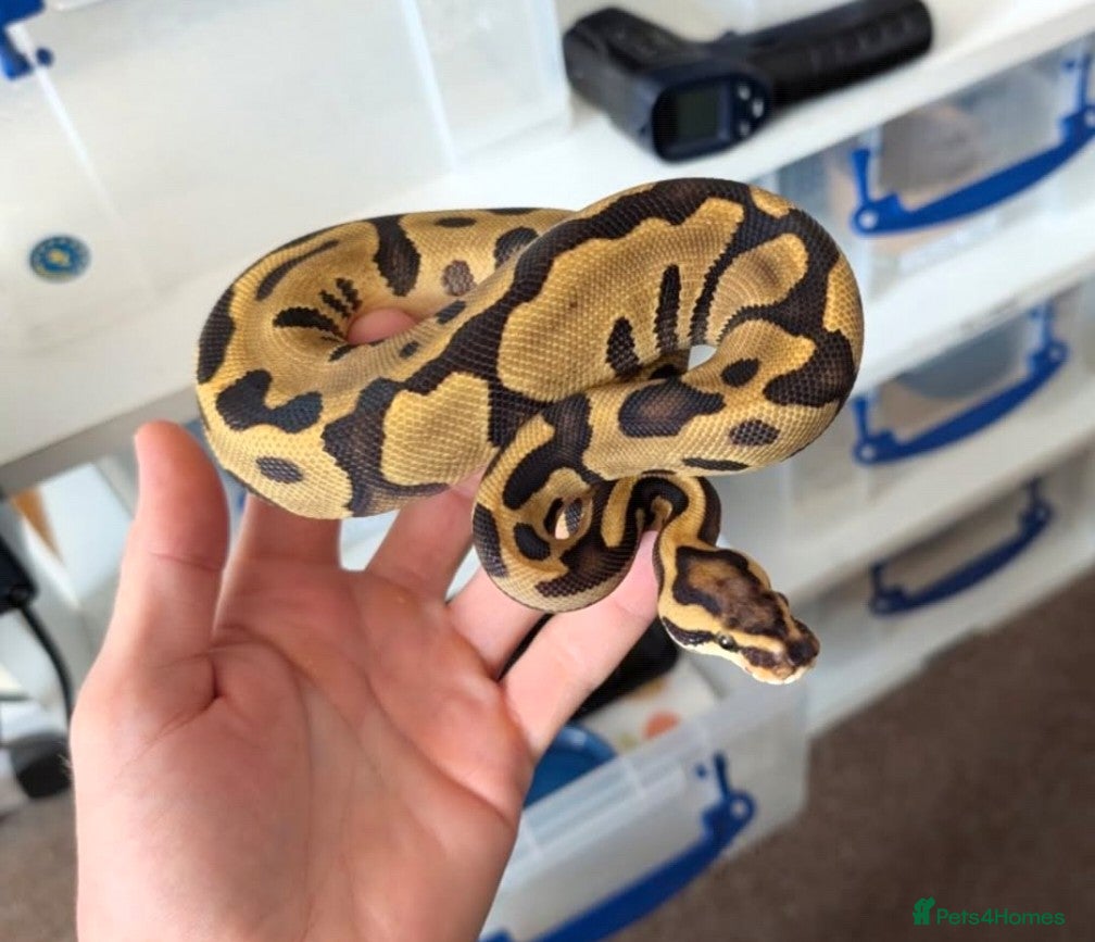 Python Snake reptiles Ball Python Morphs - Advert 16
