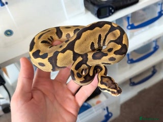 Python Snake reptiles Ball Python Morphs - Advert 21
