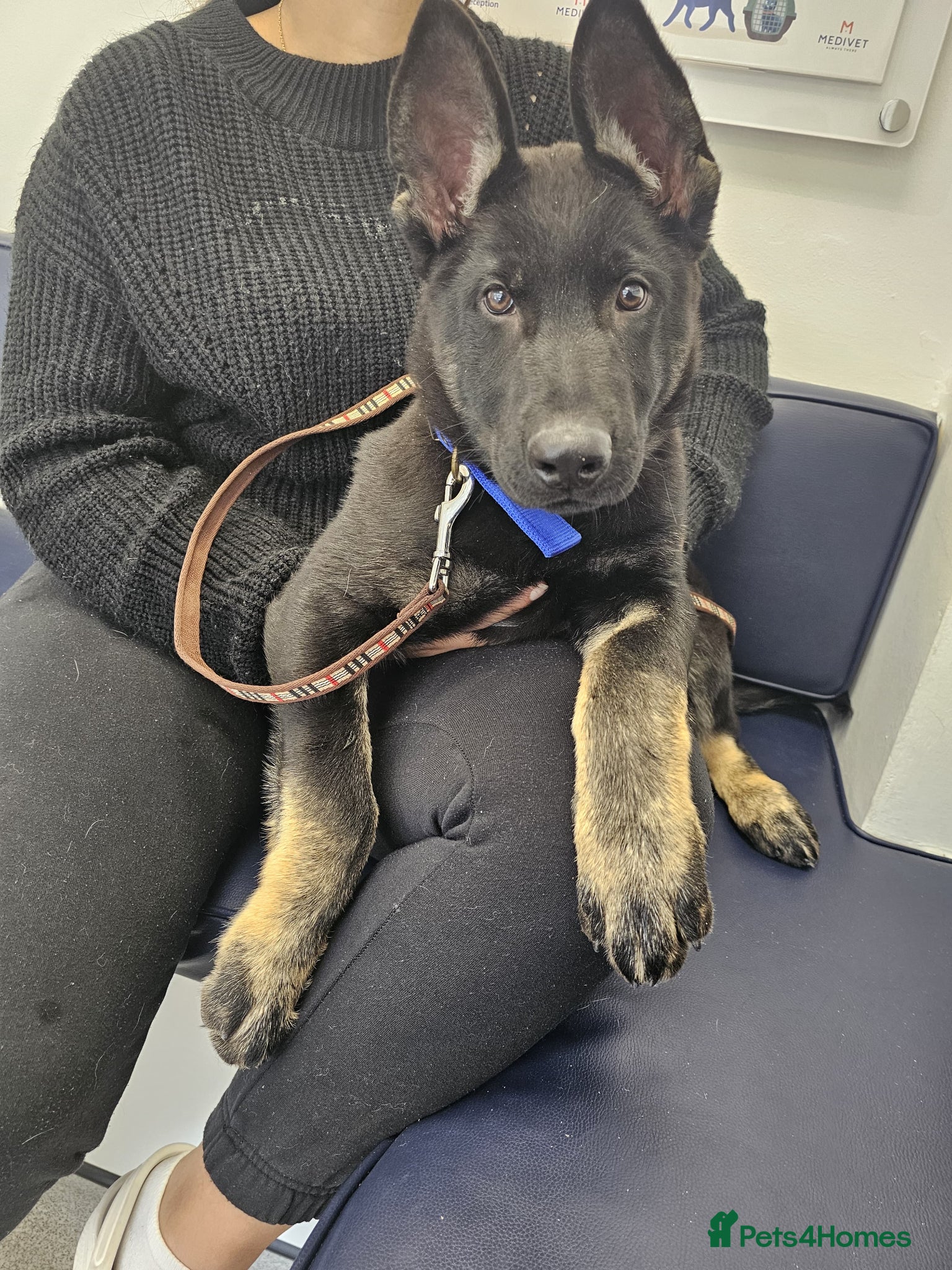 German Shepherd dogs for sale: German Shepherd dog for sale in Wolverhampton - Advert 5