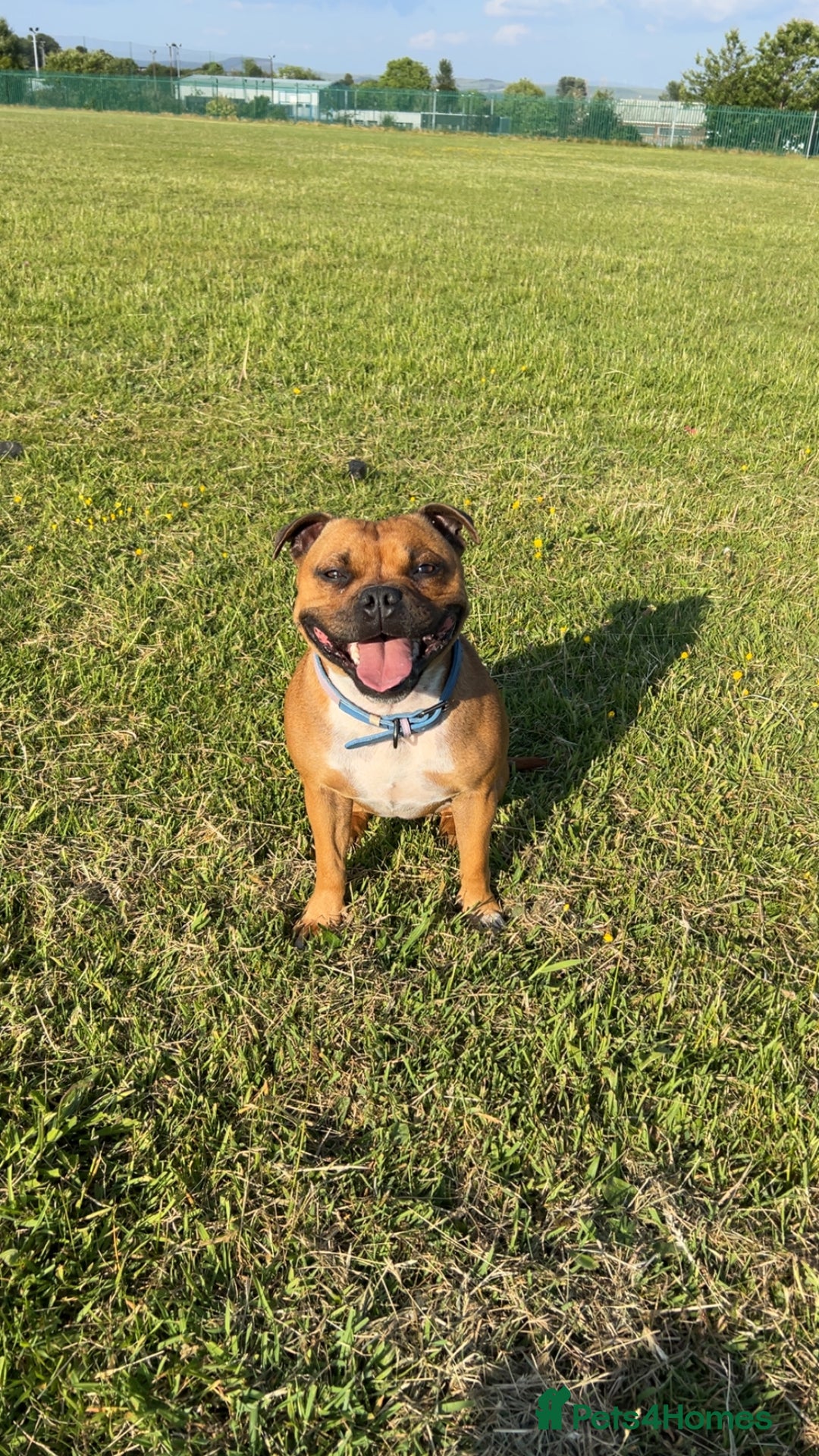 Staffordshire Bull Terrier dogs for sale: Litter Of Dual Purpose Red Staffords - Image 4