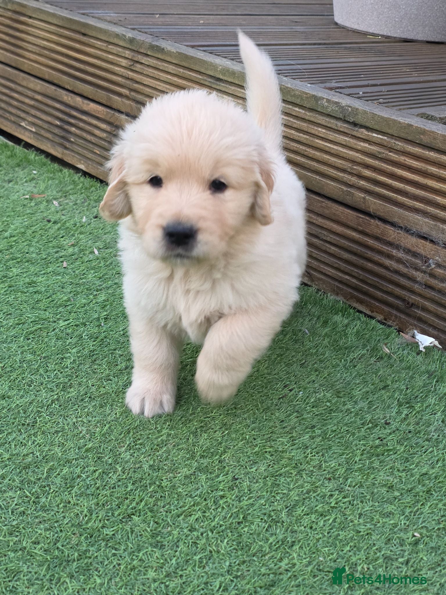 Golden Retriever dogs American Line Golden Retriever puppies - Advert 1
