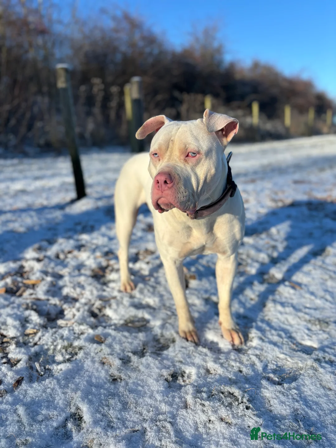 Mixed Breed dogs for sale: American bulldog  ** tiff in Buntingford - Advert 2