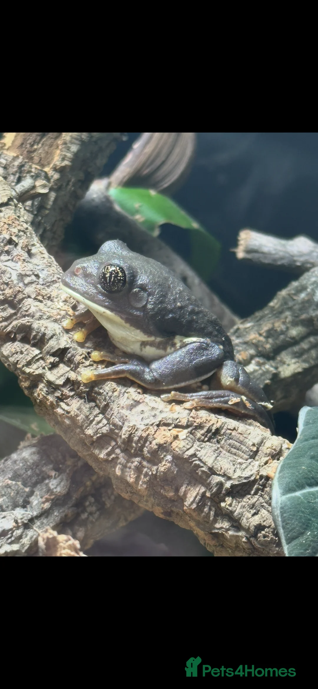 Frog reptiles for sale: Mexican leaf frog in Leicester - Advert 1