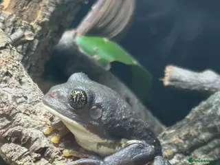 Frog reptiles Mexican leaf frog - Advert 1