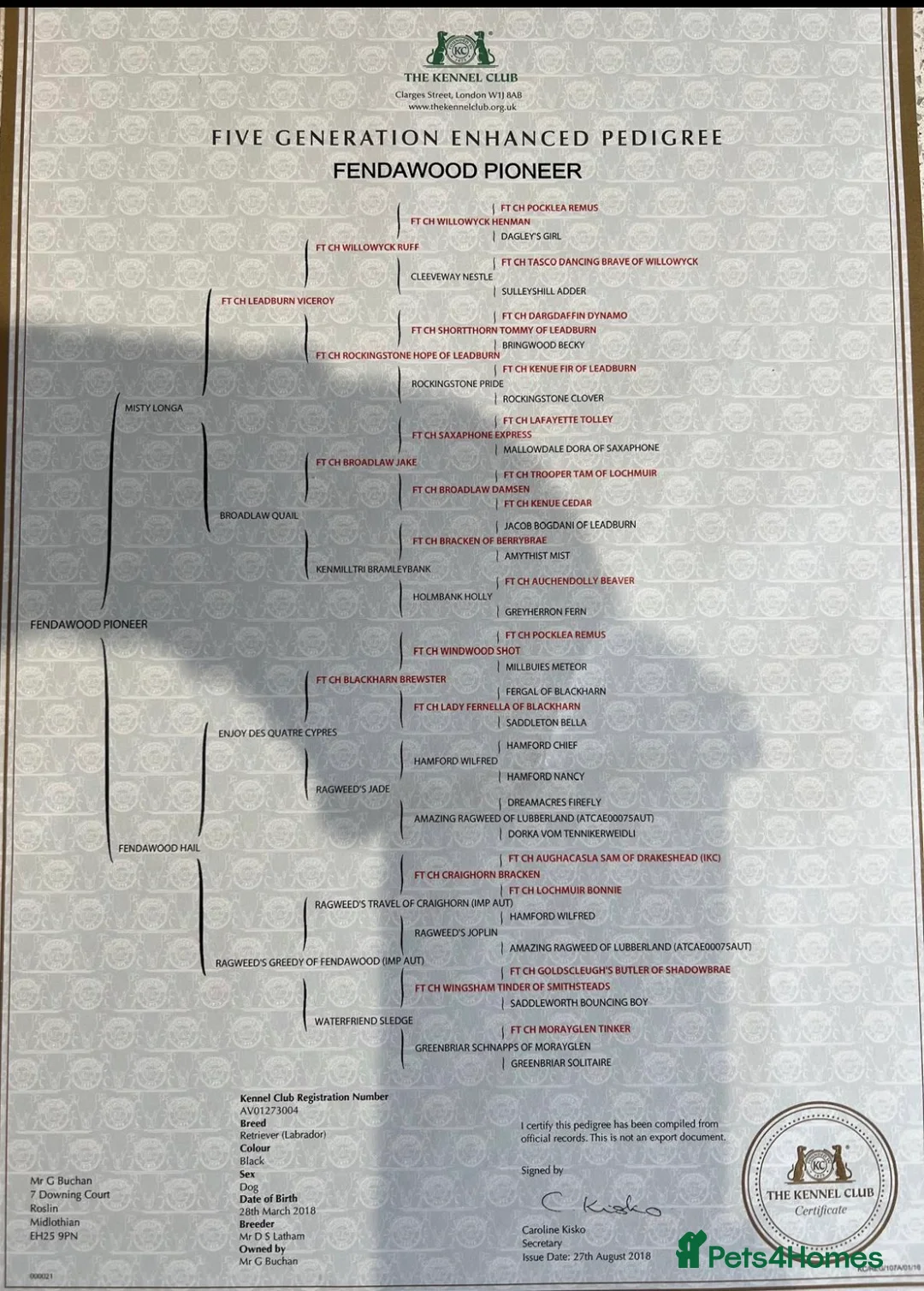 Labrador Retriever dogs for sale: FtCh Fendawood Pioneer x Inka Squamscott (Imp US) - Advert 9