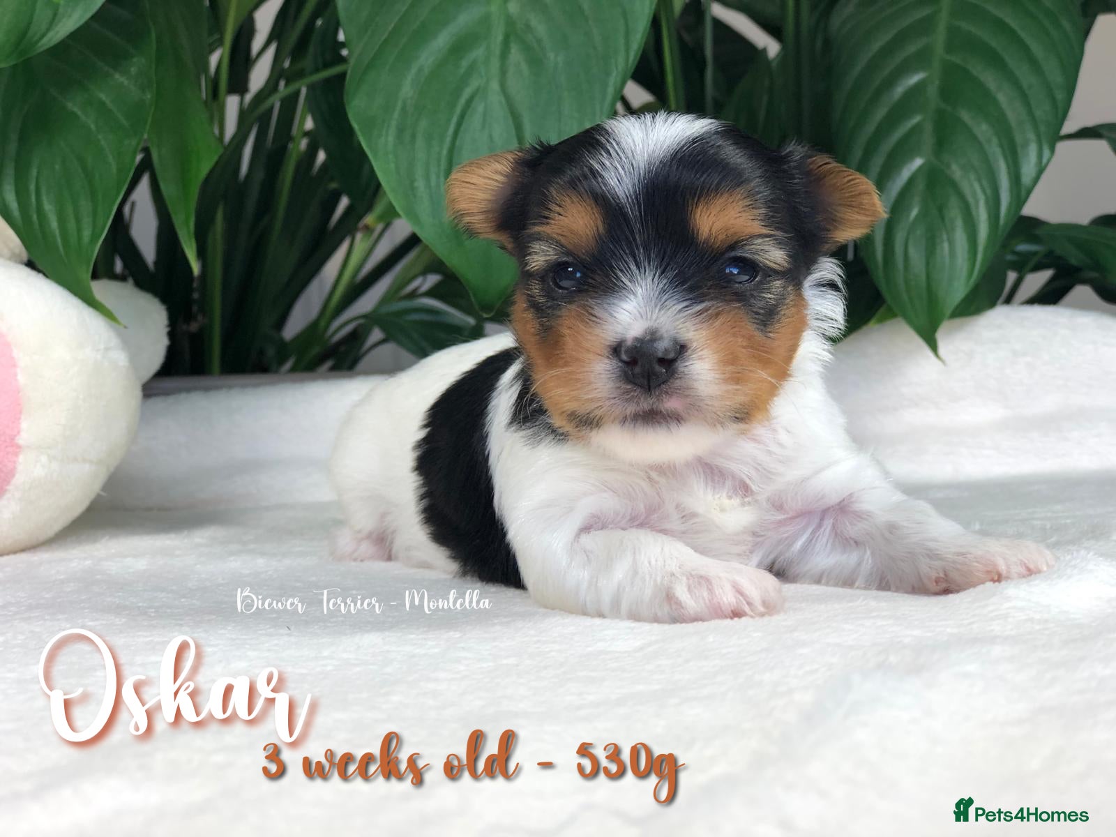 Biewer Terrier dogs for sale: Four Beautiful Biewer Terriers! - Advert 1