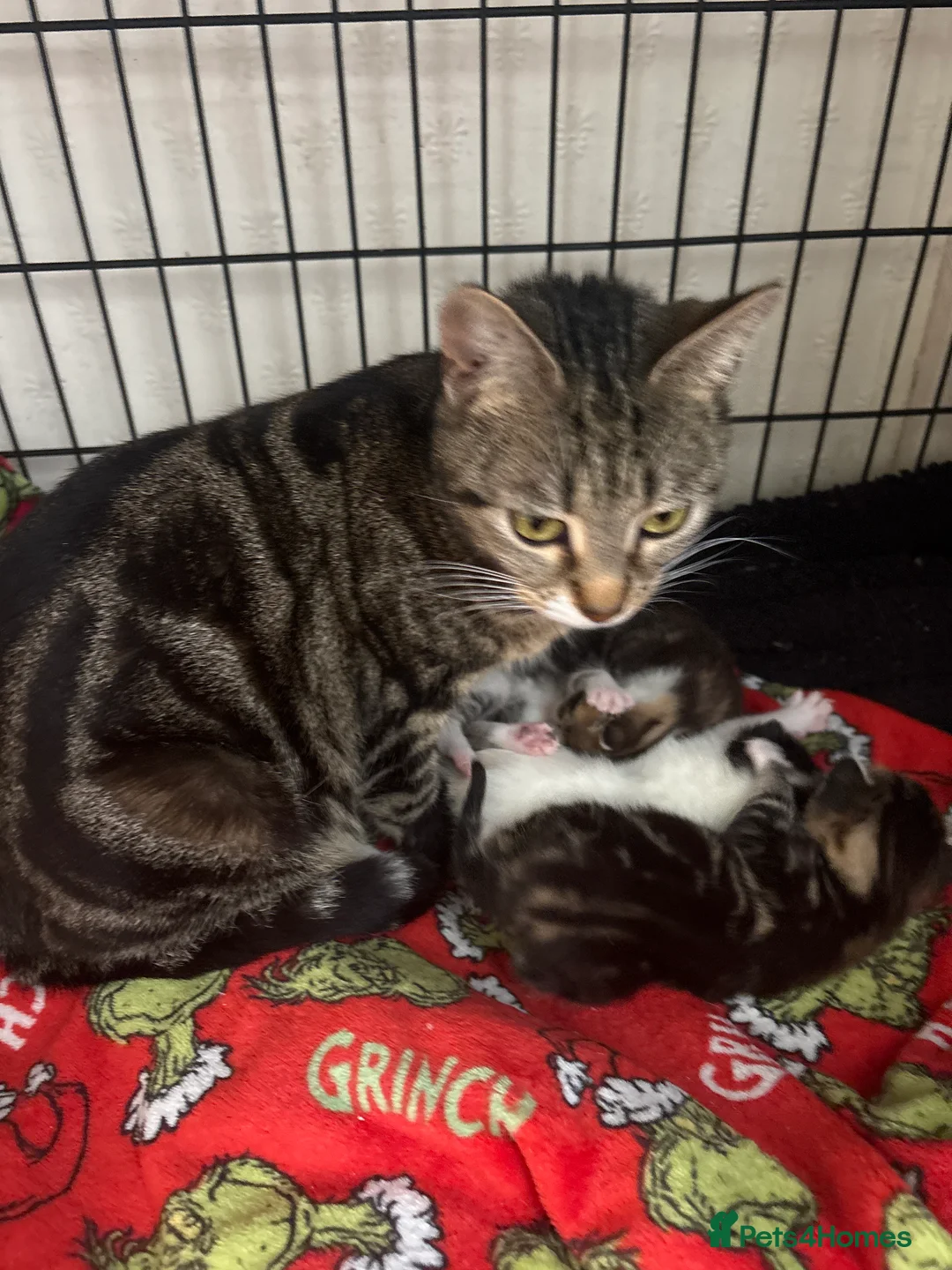 Mixed Breed cats for sale: Kittens for sale  - Advert 2