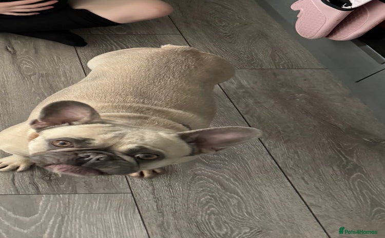 French Bulldog dogs - Advert 1