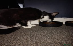 Mixed Breed cats for sale: Female Felix cat looking for new home 😸  - Image 3