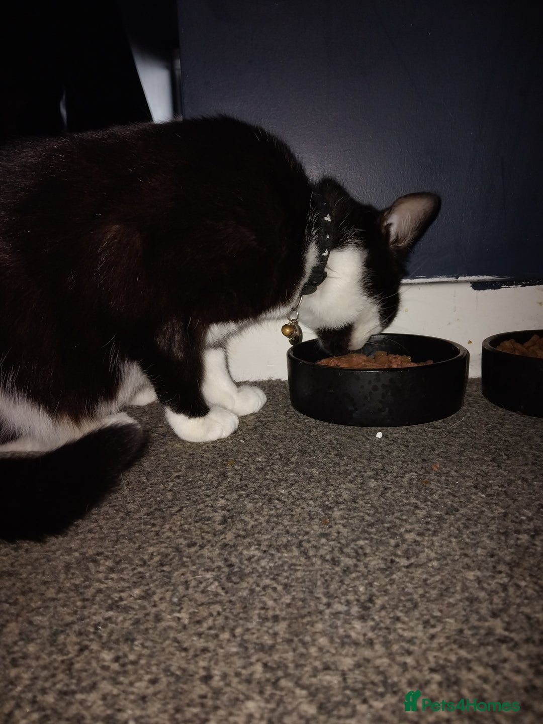 Mixed Breed cats for sale: Female Felix cat looking for new home 😸  - Image 3