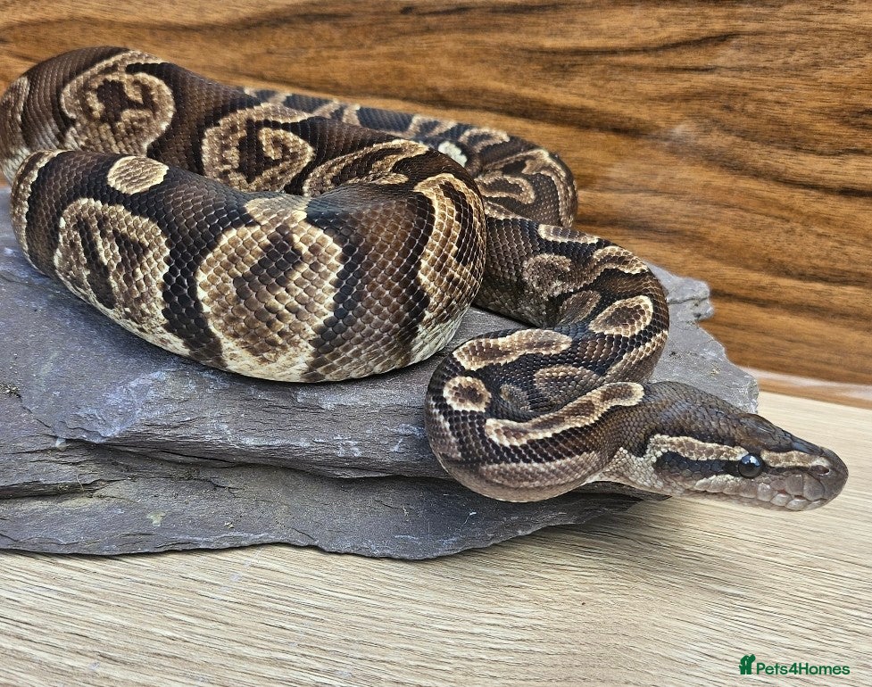 Python Snake reptiles GHI het Pied Royal Python (Male)  - Advert 1