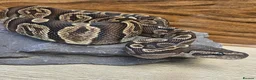 Python Snake reptiles for sale: GHI het Pied Royal Python (Male)  - Advert 1