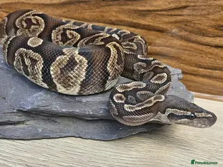 Python Snake reptiles GHI het Pied Royal Python (Male) - Advert 1