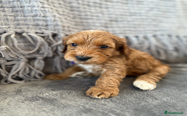 Cockapoo dogs - Advert 1