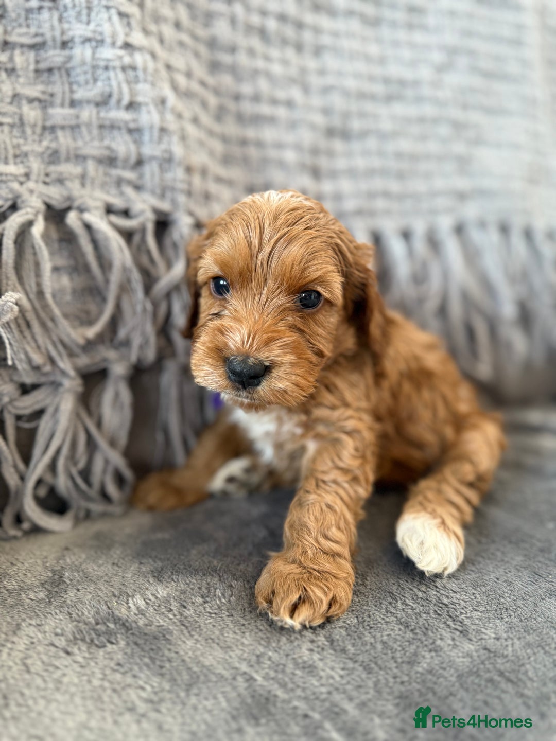 Cockapoo dogs for sale: gorgeous litter of Cockapoo puppies 🐶  - Image 1