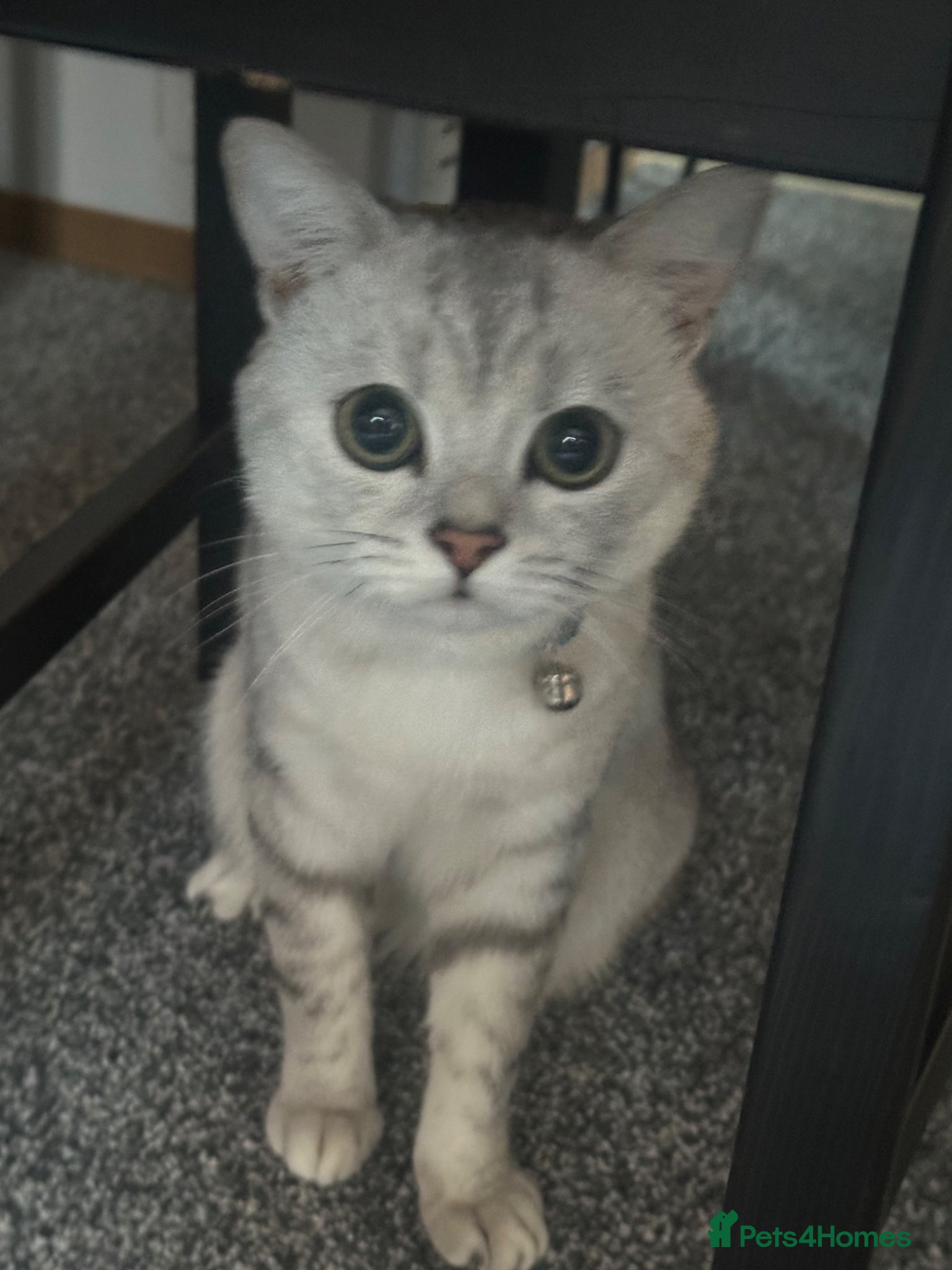 British Shorthair cats Handsome Teddy Male Cat Available for Stud - Advert 2