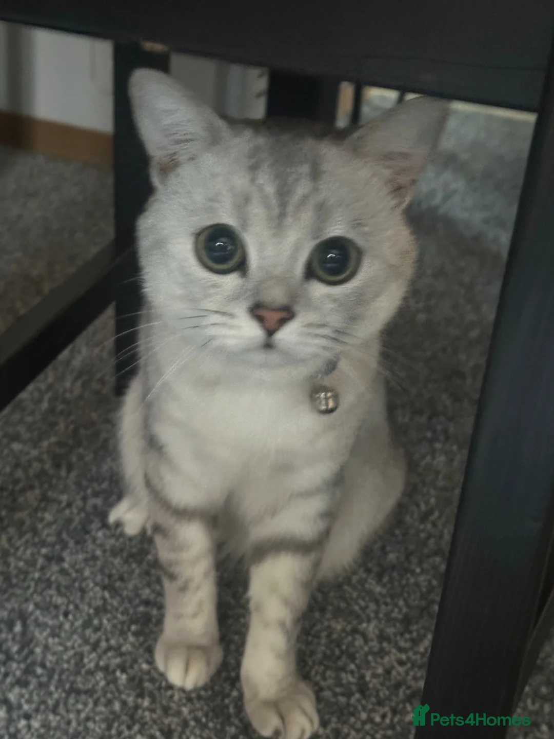 British Shorthair cats for stud: Handsome Teddy Male Cat Available for Stud - Advert 1