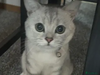 British Shorthair cats Handsome Teddy Male Cat Available for Stud - Advert 2