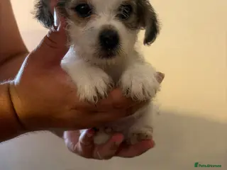 Mixed Breed dogs Pooh - Advert 2