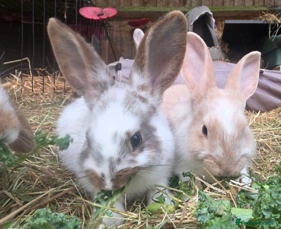 Mixed Breed rabbits Beautiful little of mixed giants  - Advert 17