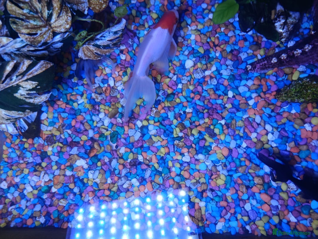 Fancy Goldfish fish for sale: ✨ Beautiful Fancy Goldfish Looking for a New Home  - Advert 2