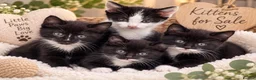 Mixed Breed cats for sale: Lovely kitted looking for loving home  - Advert 3