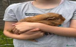 Guinea Pig rodents for sale: Quartzite / Graphite - Image 2