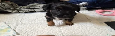 Mixed Breed Puppy 2
