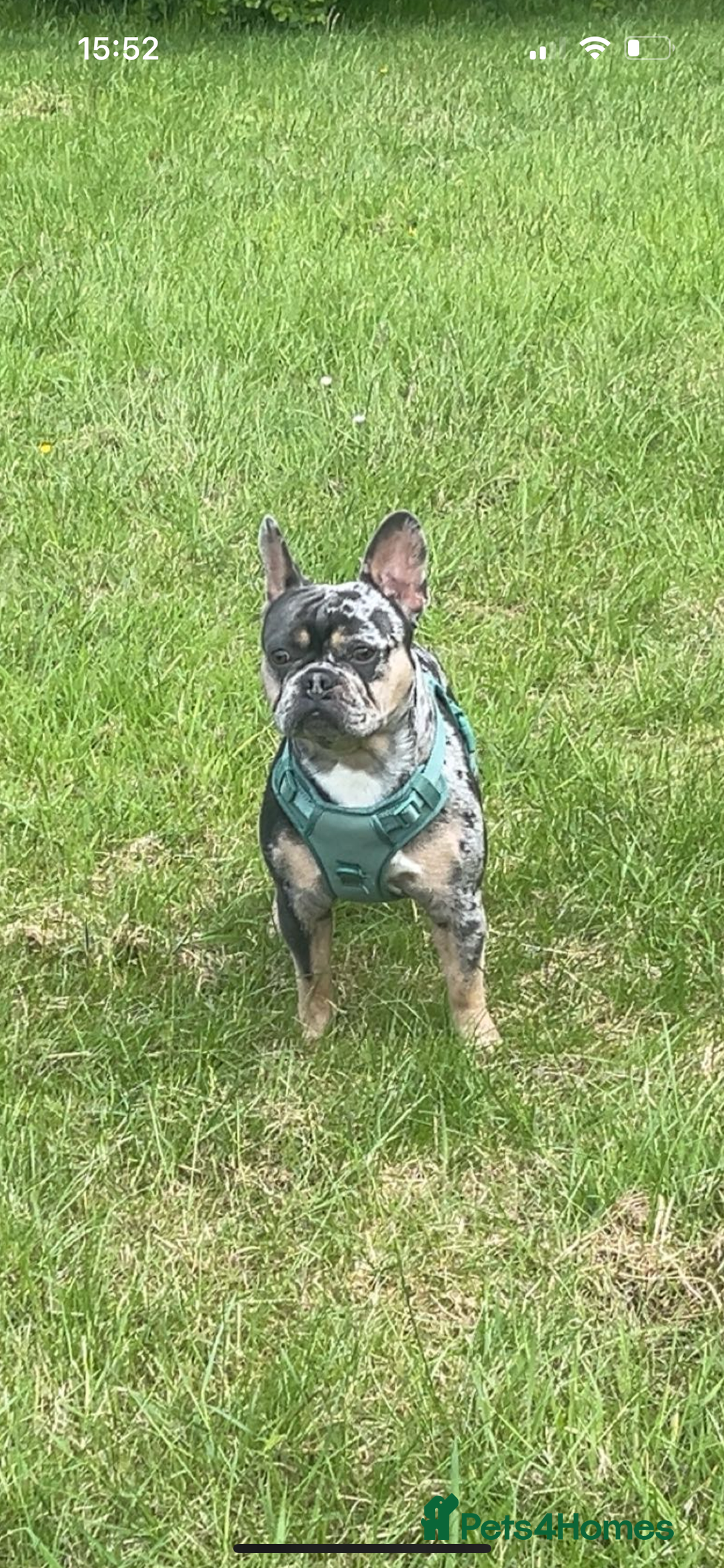 French Bulldog dogs for stud: Bugzy - French Bulldog  - Image 1