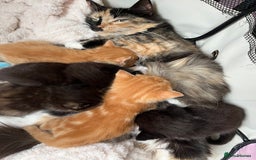 Persian cats for sale: Lovely little kittens  - Image 14
