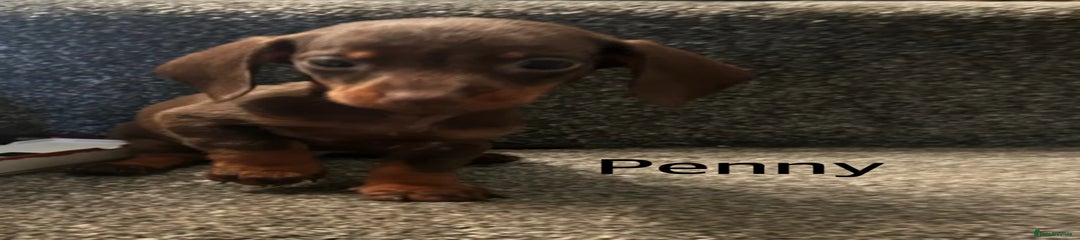 Miniature Dachshund Puppy 3