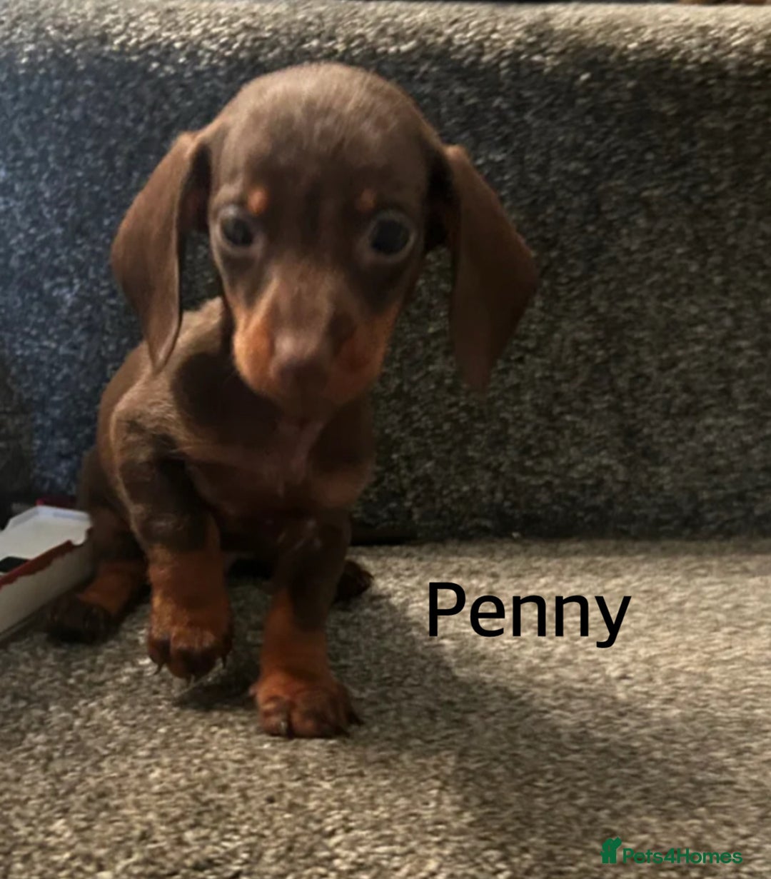 Miniature Dachshund dogs for sale: Beautiful miniature dachshunds  - Image 8