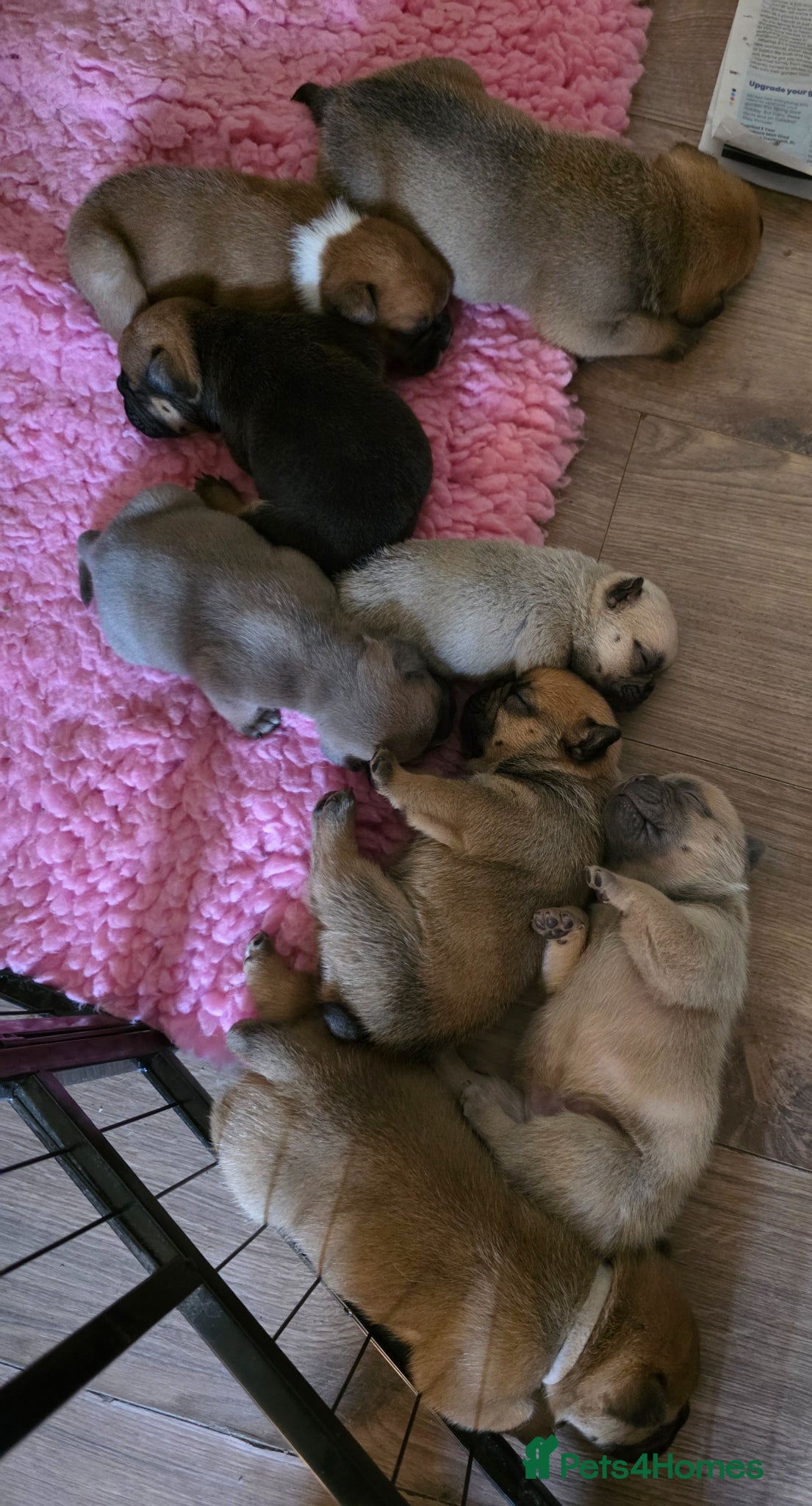 Mixed Breed dogs for sale: English Bull Chows - Advert 1