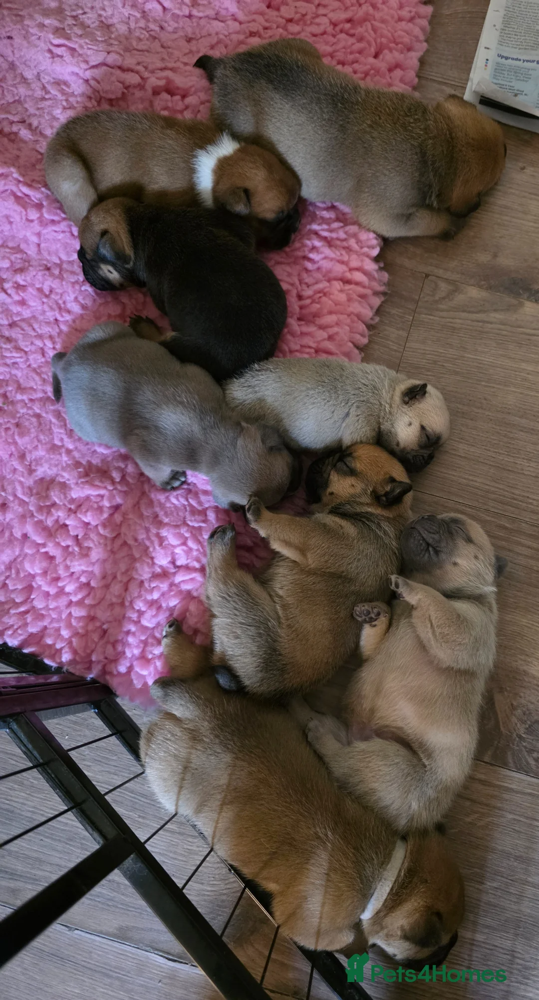Mixed Breed dogs for sale: English Bull Chows in Basildon - Advert 1