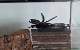 Tarantulas invertebrates for sale: Psalmopoeus Irminia / Venezuelan Sun Tiger AF - Image 2