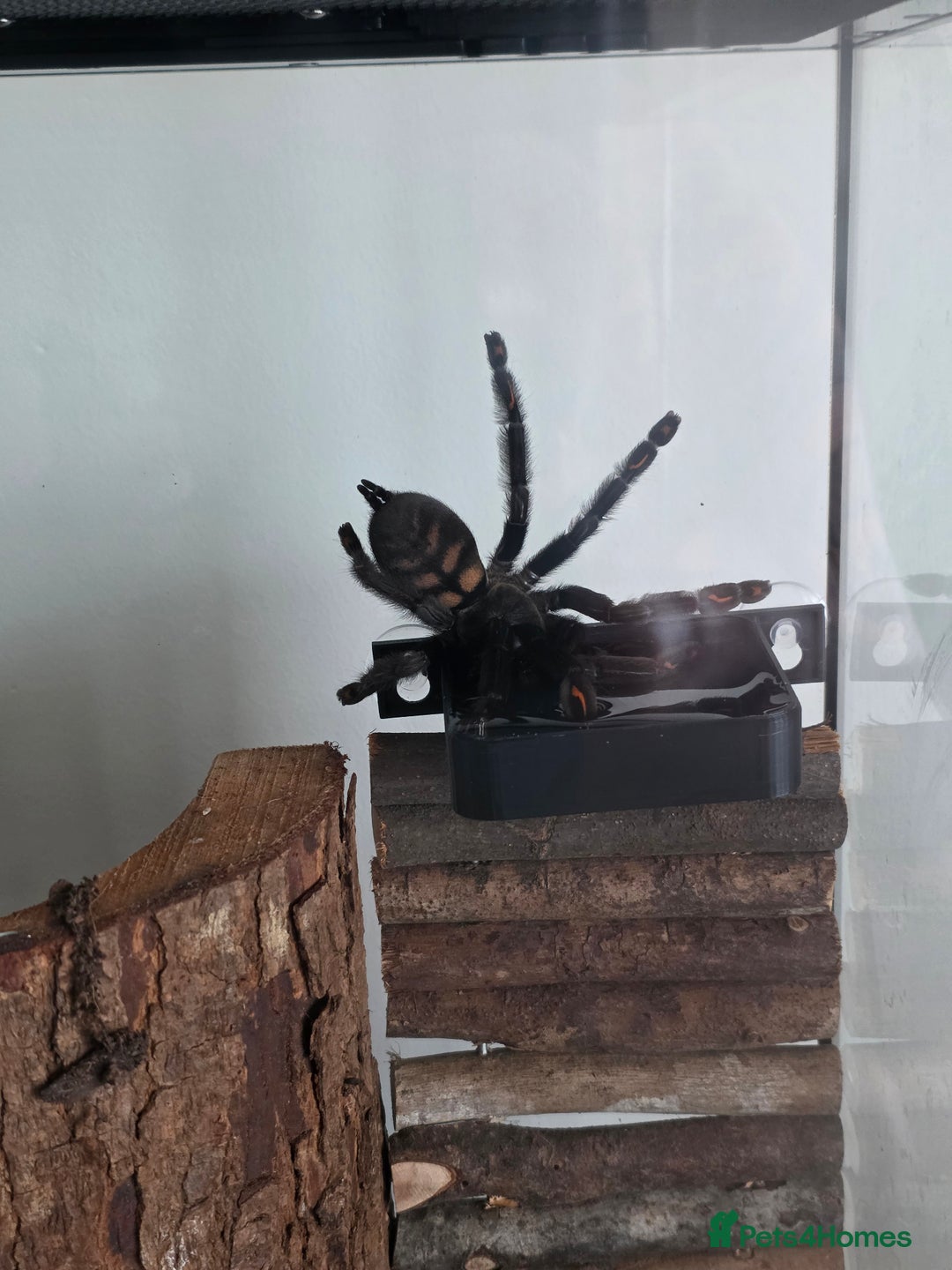 Tarantulas invertebrates for sale: Psalmopoeus Irminia / Venezuelan Sun Tiger AF - Image 2
