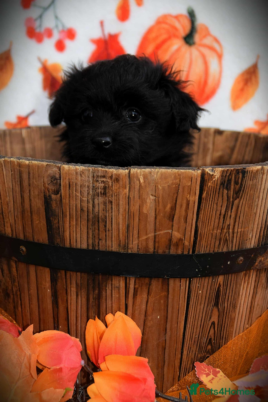 Cockapoo dogs for sale: Fully innoculated hereditary clear toy cockapoos  - Advert 20