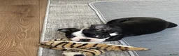 Boston Terrier dogs for sale: Boston Terrier KC Reg 1 Girl ready to go 1950  - Advert 15