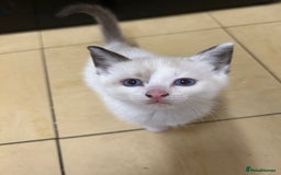 Ragdoll cats for sale: 3x Ragdoll X kittens - Image 3